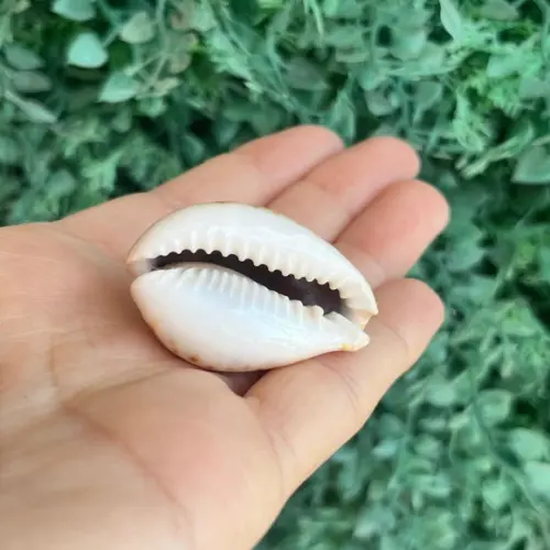 Cypraea Iamarckii Redimita 1888 Cod 19