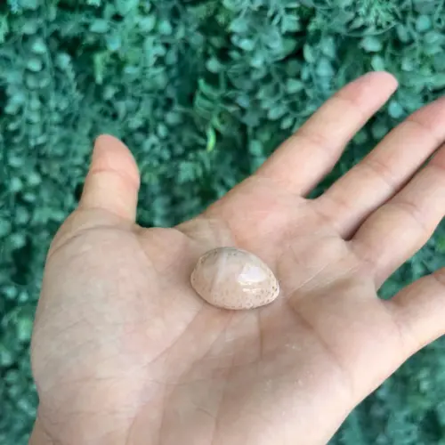 Cypraea Luria Cinerea 1 Unidade