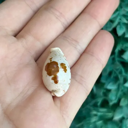 Cypraea Saulae Cod 29