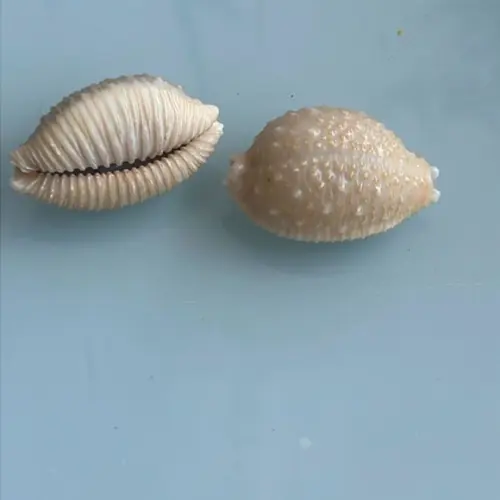 Cypraea Nucleus 1 Unidade