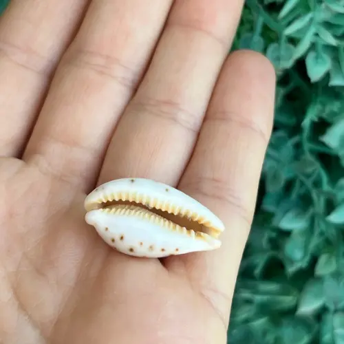 Cypraea Saulae Cod 29