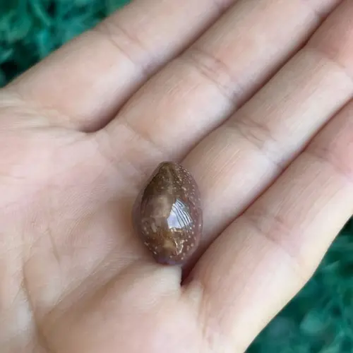 Cypraea Poraria Cod 13