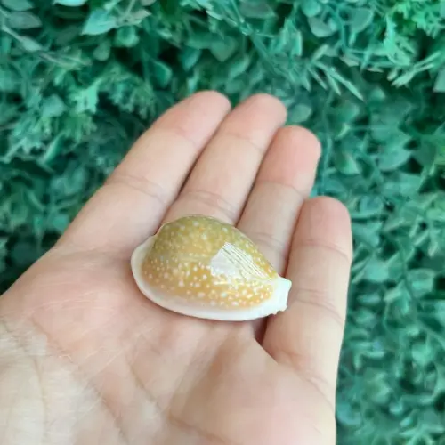 Cypraea Miliaris 1791 Cod 17