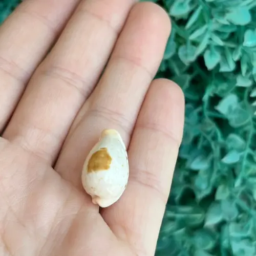 Cypraea Saulae Cod 30