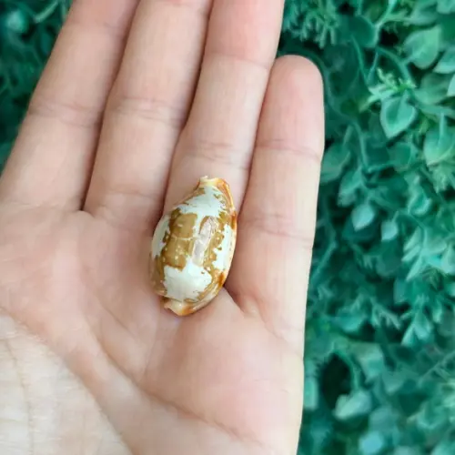Cypraea Stolida Rubiginosa 1791 Cod 36