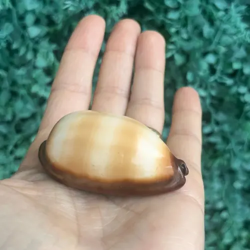Cypraea Talpa 02