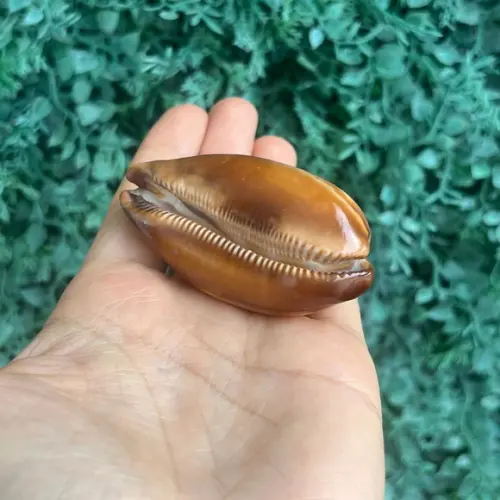 Cypraea Talpa 01