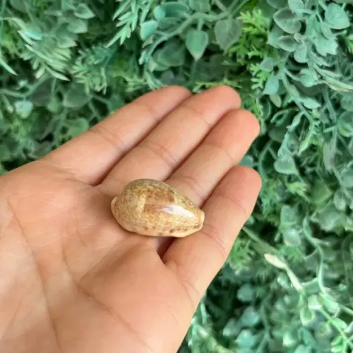 Cypraea Walkeri 05