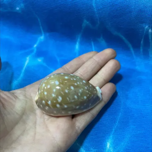 Cypraea Vitelus