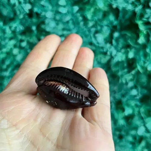 Cypreia Ônix Cod 1