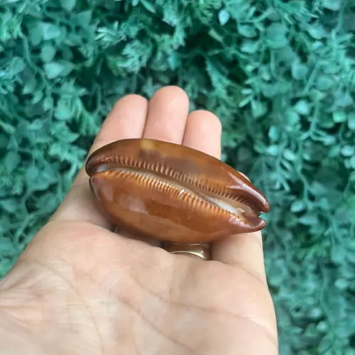 Cypraea Talpa 02