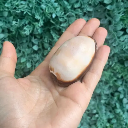 Cypraea Talpa 03