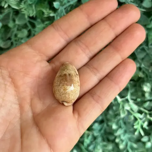 Cypraea Walkeri 05