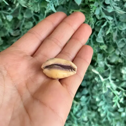 Cypraea Walkeri 05