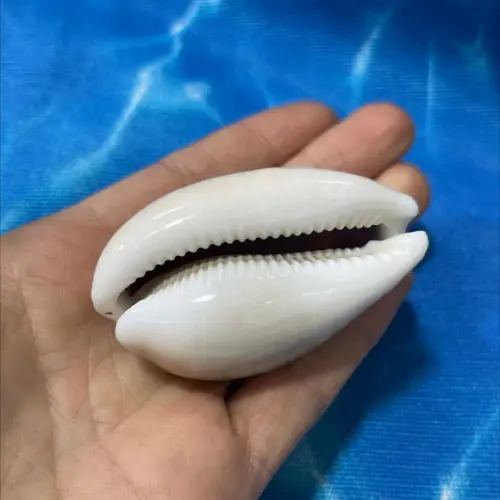 Cypraea Vitelus