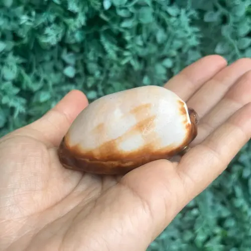 Cypraea Talpa 03