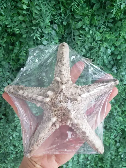 Estrela do Mar de Resina