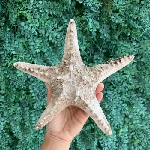 Estrela do Mar de Resina G