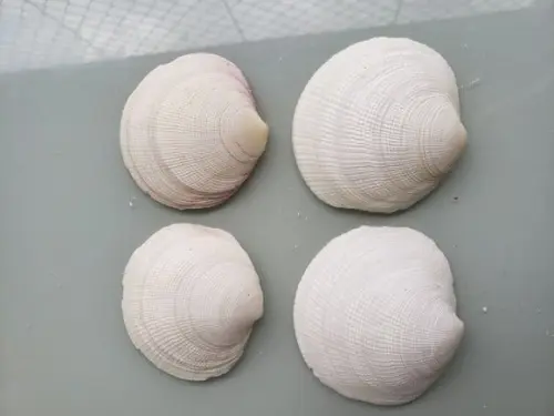 Kit 04 Conchas do Mar Naturais