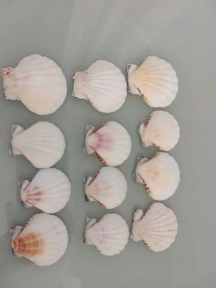 Kit 10 Conchas do Mar Natural