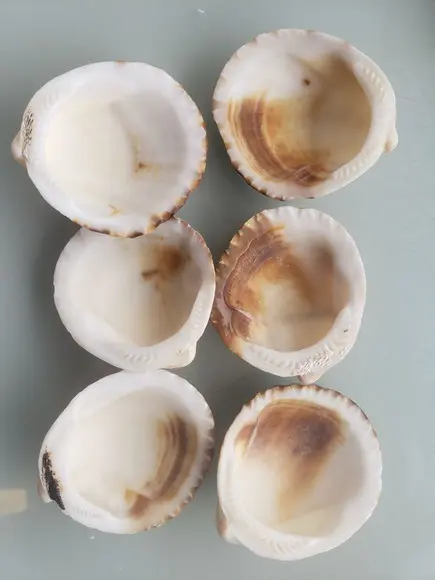 Kit 06 Conchas do mar natural cod 3