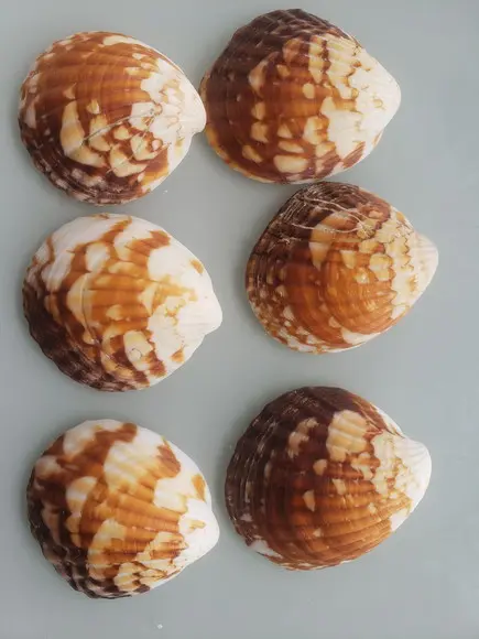Kit 06 Conchas do mar natural cod 3