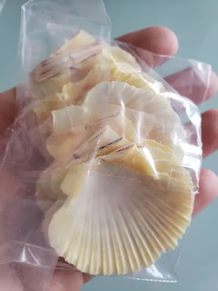 Kit 10 Conchas do Mar Natural