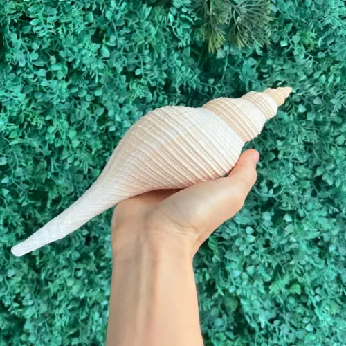 Hemifusus Colosseus
