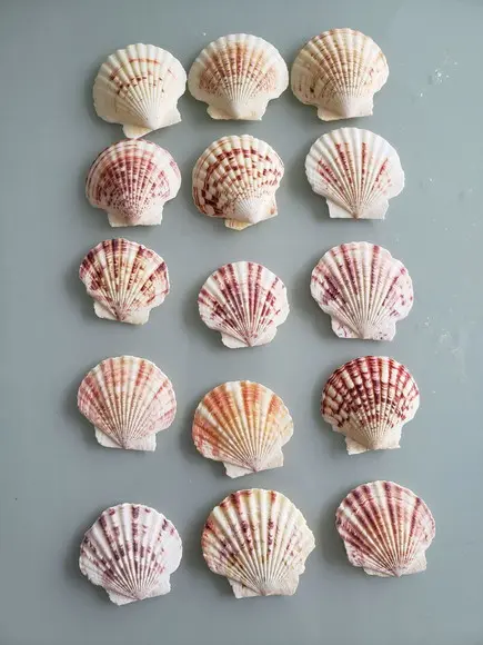 Kit 10 Conchas do Mar Natural
