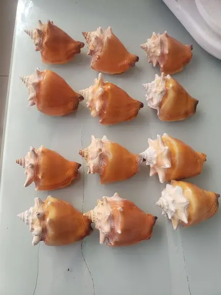 Kit 10 Conchas do Mar Natural