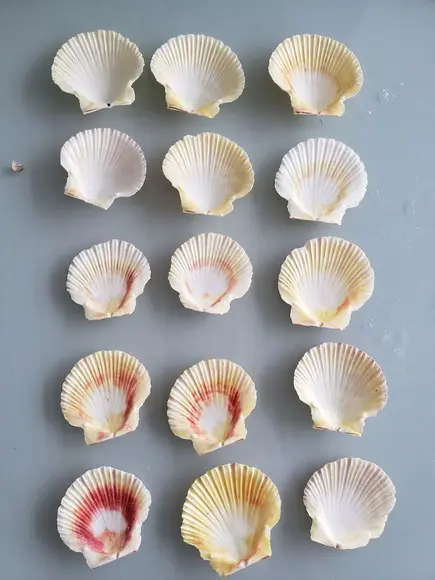Kit 10 Conchas do Mar Natural