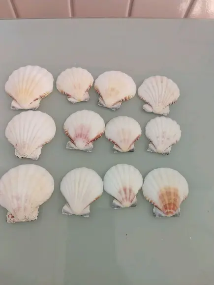 Kit 10 Conchas do Mar Natural