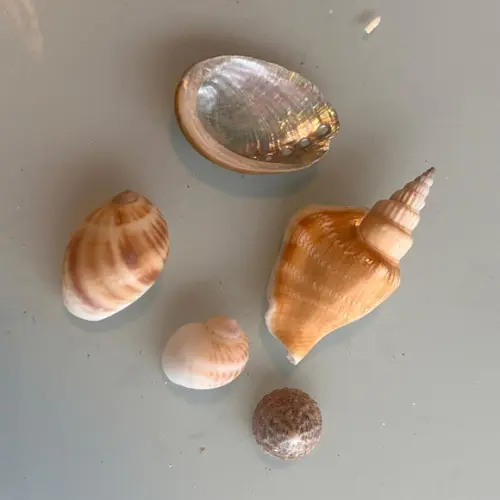 Kit 5 Conchas do Mar Natural Cod 4