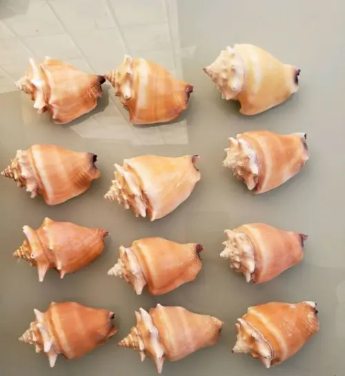 Kit 20 Conchas do Mar Natural
