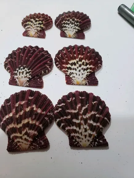 Kit 6 Conchas do mar natural