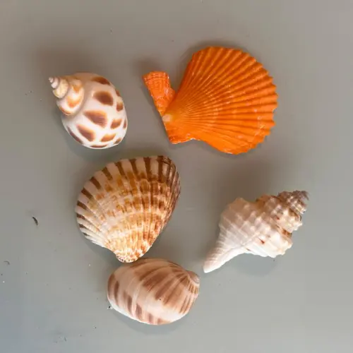 Kit 5 Conchas do Mar Natural Cod 3