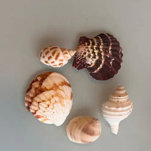 Kit 5 Conchas do Mar Natural Cod 2