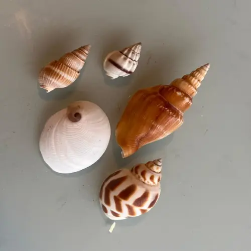 Kit 5 Conchas do Mar Natural Cod 6