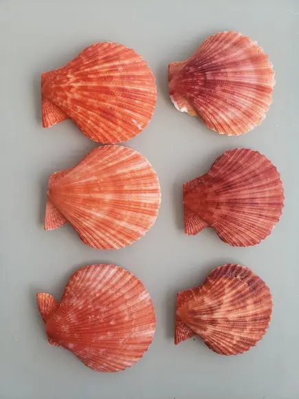 Kit Conchas do Mar Naturais 06
