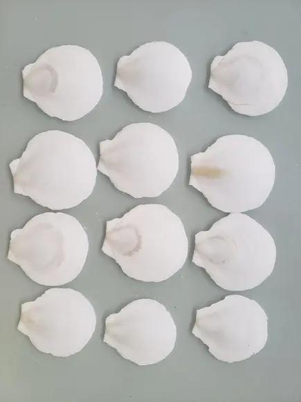 Kit com 10 Conchas do Mar Natural Cod 14