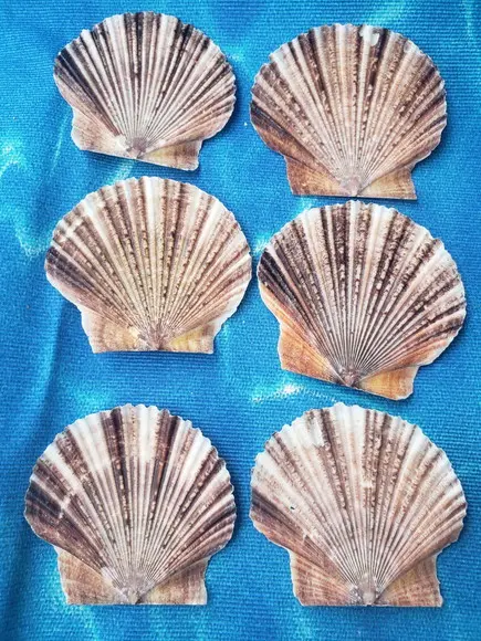 Kit 6 Conchas do Mar Natural Cod 8