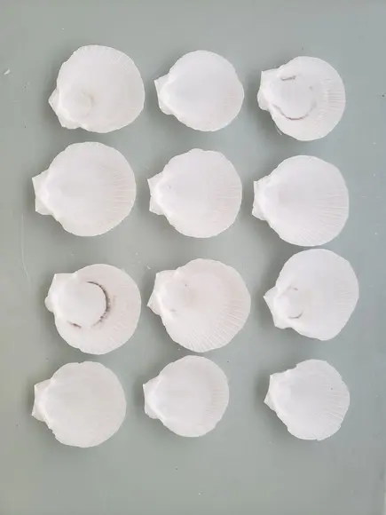 Kit com 10 Conchas do Mar Natural Cod 14