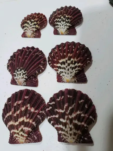Kit 6 Conchas do mar natural