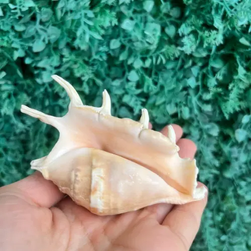 Lambis Concha do Mar Cod 95