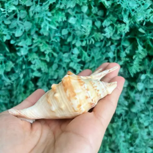 Lambis Concha do Mar Cod 95