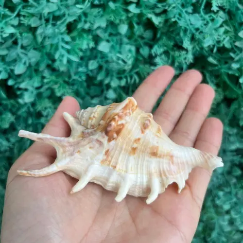 Lambis Concha do Mar Cod 95