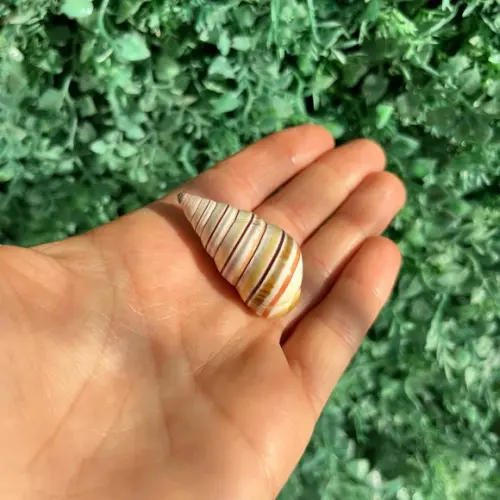 Liguus Virgineus 01