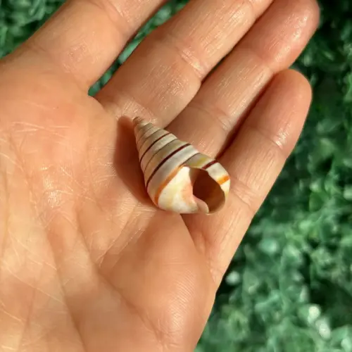 Liguus Virgineus 03