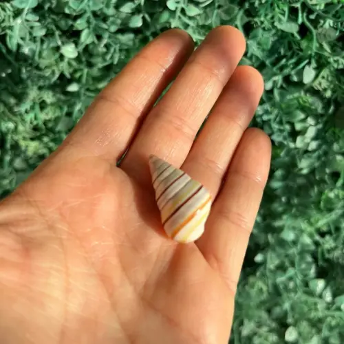 Liguus Virgineus 03
