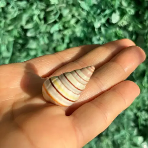 Liguus Virgineus 03
